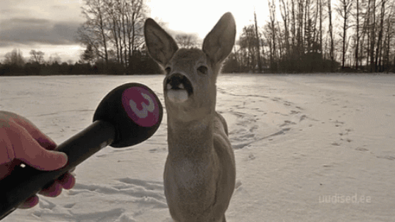 095632ijezcoe0eoj33qqq.gif