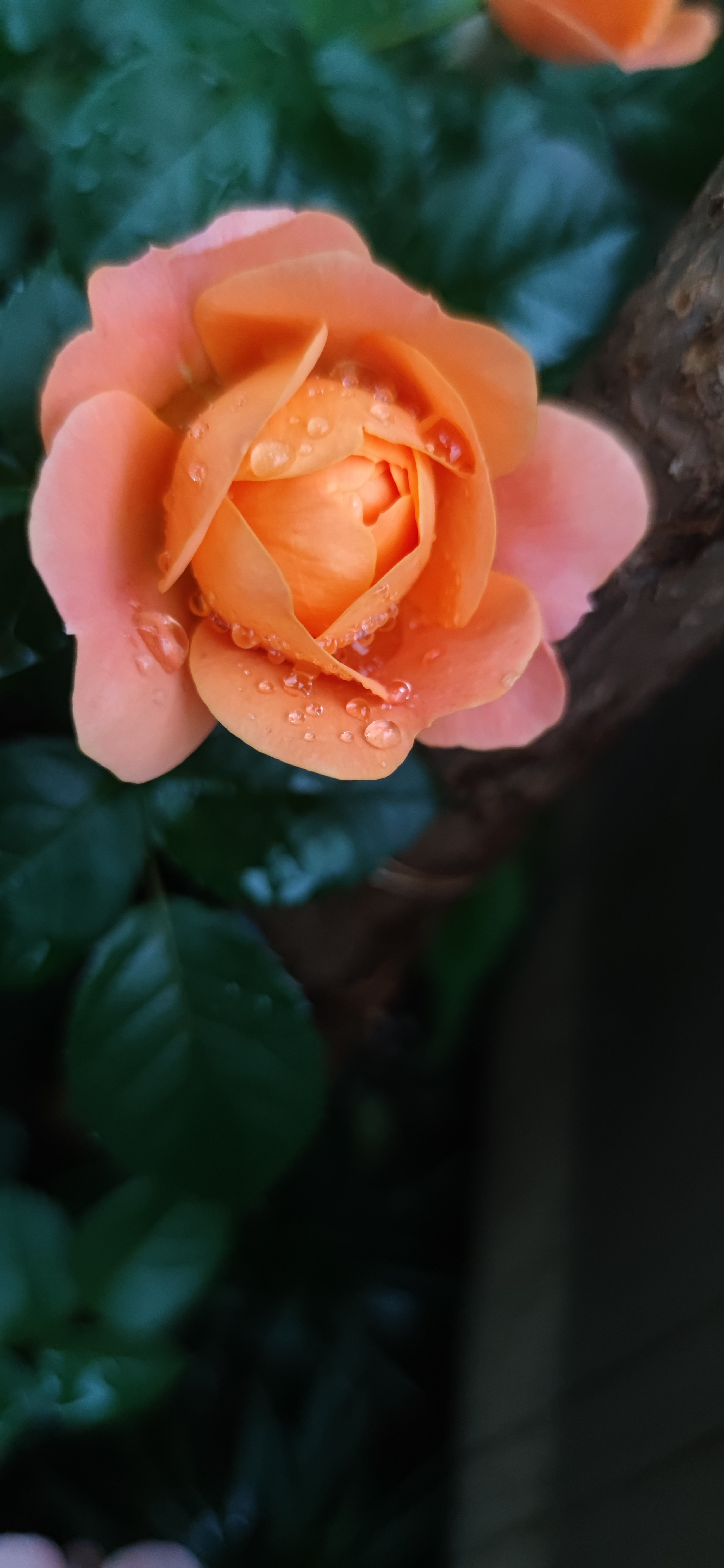 IMG_20240421_182917.jpg